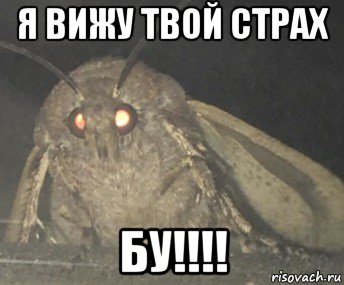 я вижу твой страх бу!!!!, Мем Матылёк