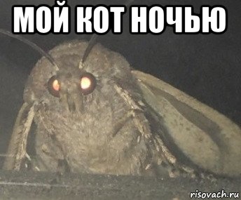 мой кот ночью 