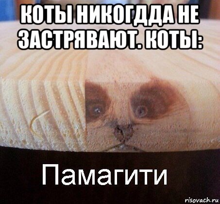 коты никогдда не застрявают. коты: 