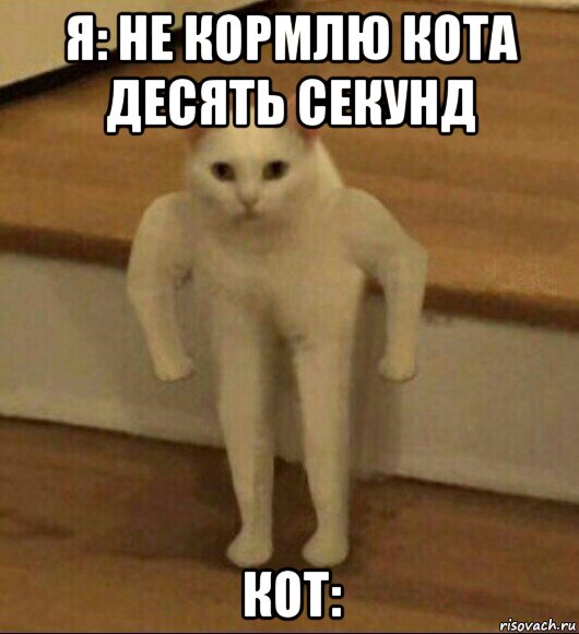 я: не кормлю кота десять секунд кот: