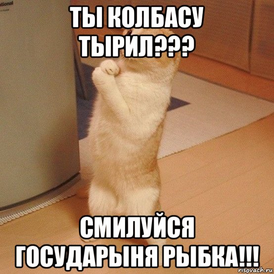 ты колбасу тырил??? смилуйся государыня рыбка!!!, Мем  котэ молится