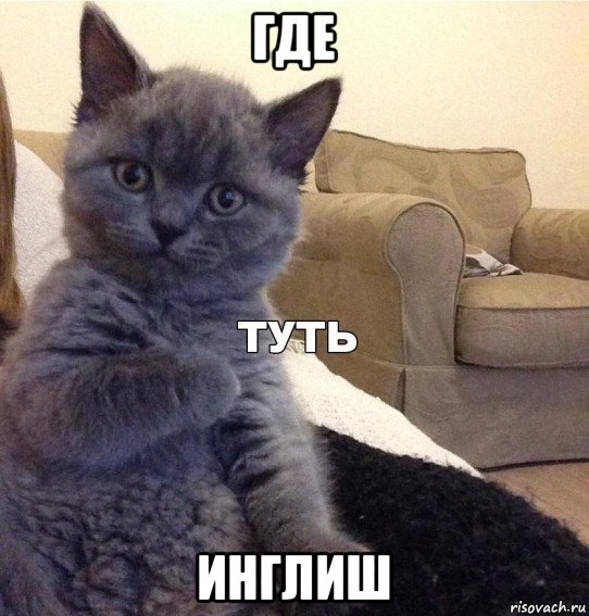 где инглиш, Мем Котик - Туть