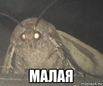  малая, Мем Матылёк