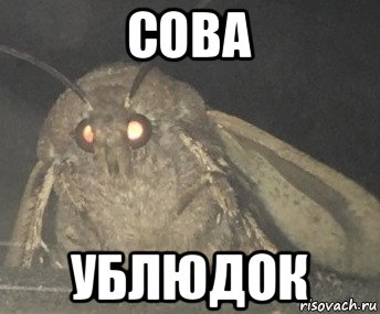 сова ублюдок, Мем Матылёк