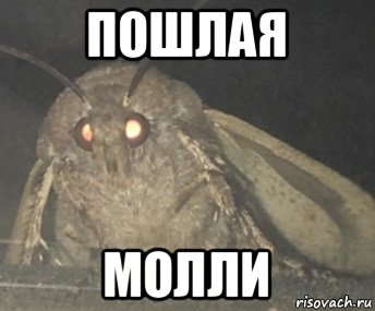 пошлая молли