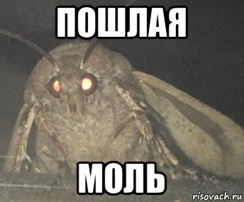 пошлая моль