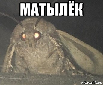 матылёк 