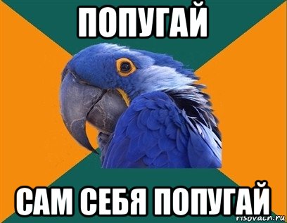 попугай сам себя попугай, Мем Попугай параноик