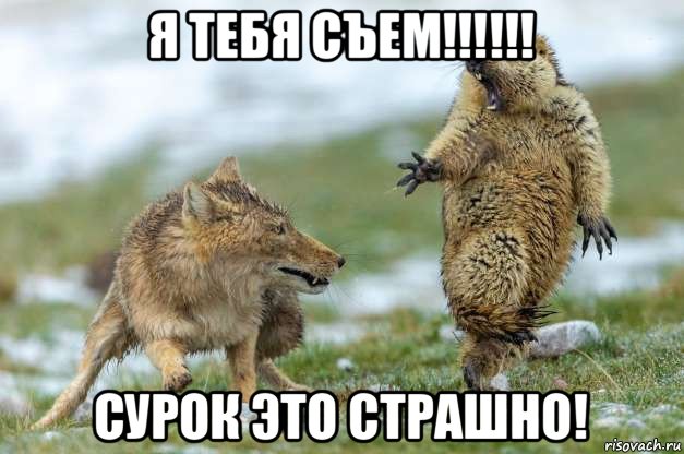 я тебя съем!!!!!! сурок это страшно!