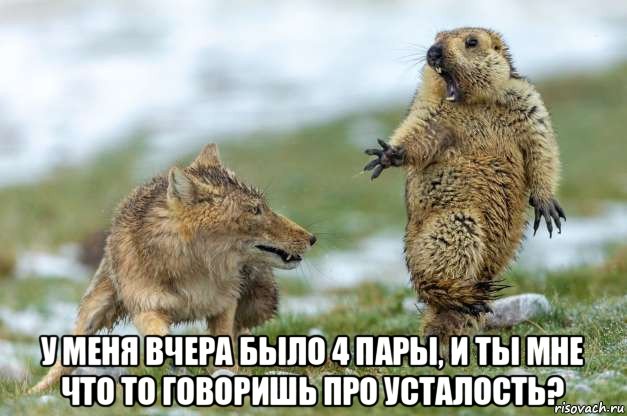  у меня вчера было 4 пары, и ты мне что то говоришь про усталость?, Мем Волк и суслик