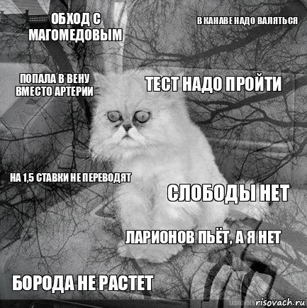 Обход с Магомедовым Слободы нет Тест надо пройти Борода не растет На 1,5 ставки не переводят В канаве надо валяться Ларионов пьёт, а я нет Попала в вену вместо артерии  , Комикс  кот безысходность