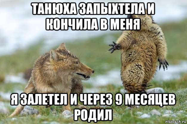 танюха запыхтела и кончила в меня я залетел и через 9 месяцев родил, Мем Волк и суслик